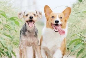 Pet Training & Socialization