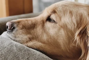 Emergency Vet & Health Resources