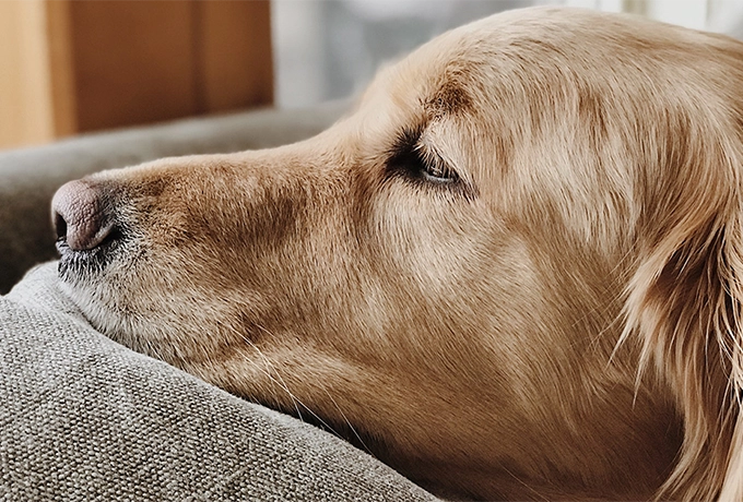 Emergency Vet & Health Resources