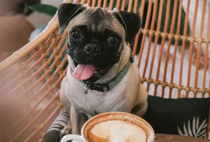 Local Grooming Spotlight